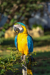 arara canindé na cidade de Alto Paraiso de Goiás, região da Chapada dos Veadeiros, Estado de Goiás, Brasil