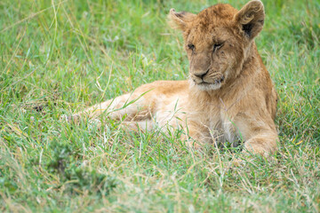 A young lion cub is currently resting and lying in the grass, Masai Mara, Kenya