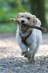 Jack russel terrier play with a stick