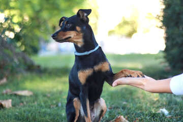 Pinscher dog giving paw to human in a peaceful park setting, symbolizing trust and friendship on a bright sunny day