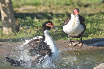 Muscovy duck swim and playing in the pond