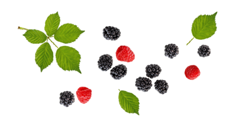 Fresh blackberry dewberriy and raspberry berries with leaves flying falling isolated on white background.