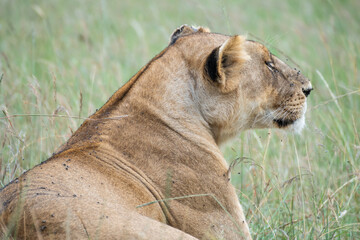 A pride of lions is currently resting and lying in the grass, Masai Mara, Kenya
