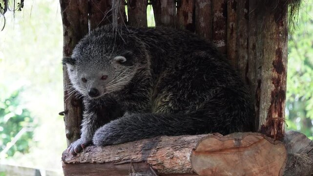 4k video footage of Giant civet or bearcat or bear cat (Arctictis Binturong). Concept for World Animal Day