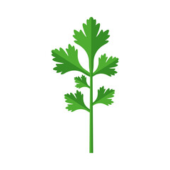 Cilantro.Part of my color flat set of 15 best herbs for cooking. Greenery on a white background. Herbs for meat, fish, drinks and cocktails. Used dev, app, design, web, ui, advertising. Vector 10 EPS