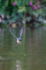 Swallow flies close above the water and searches for insects