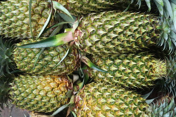 The pineapple (Ananas comosus) is a tropical plant with an edible fruit. Pineapples grow as a small...