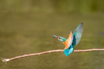 Kingfisher female defends her territory against competition during autumn courtship