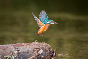 beautiful kingfisher female take off from a trunk in the water