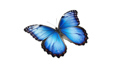 Blue butterfly, transparent background PNG