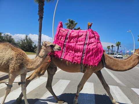 camel passing the road in Martil Beach, Tetouan, Morocco