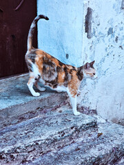 a calico cat in the old medina of Tetouan, Morocco