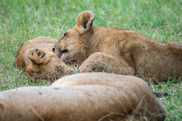 A pride of lions is currently resting and lying in the grass, Masai Mara, Kenya