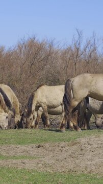 Vertical video, Large herd of wild horses grazing in a meadow on a sunny day, with a pond and bushes in the background, Panorama, Slow motion. Wild Konik or Polish primitive horse