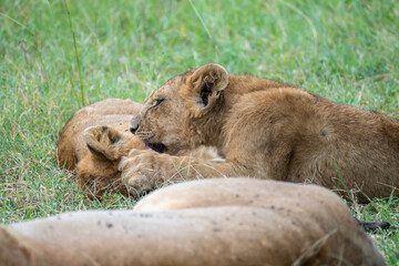 A pride of lions is currently resting and lying in the grass, Masai Mara, Kenya