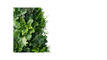 Naklejka premium Green plants, Transparent background, PNG