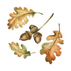 Oak branch with acorn and autumn leaves. Set of watercolor hand drawn floral isolated illustrations for cozy fall design © Leyla