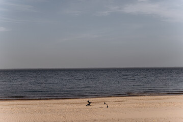 birds on the beach