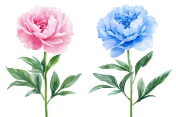 Fototapeta premium Captivating Peonies in Vibrant Colors: A Perfect Floral Pairing for Art Enthusiasts and Nature Lovers Alike, Celebrating Beauty and Elegance.