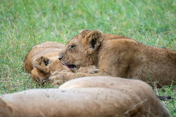 A pride of lions is currently resting and lying in the grass, Masai Mara, Kenya