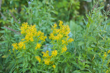 yellow flowers in the grass