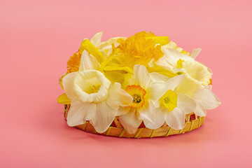 Festive spring composition with assorted blooming narcissus and homemade wicker basket