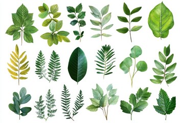 A Stunning Array of Leaves Celebrating Nature's Diversity and Beauty in a Lush Green Display of Various Shapes and Textures