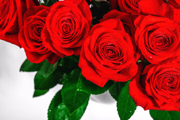 Red roses with water drops. Macro photo, blooming flowers, festive concept for Mother's Day