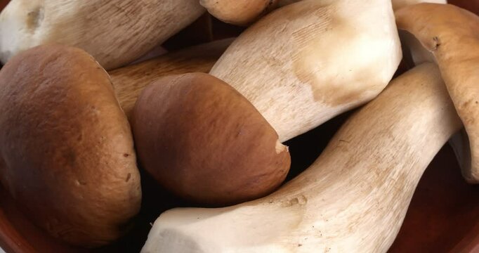 Boletus edulis (king bolete) close-up footage on the rotating table.