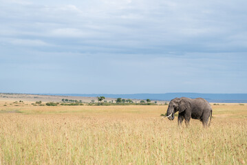 Big elephants in their habitat in Africa, Masai Mara Reserve, Kenya
