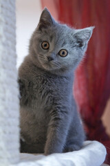 Portr&auml;t eines Britisch Kurzhaar K&auml;tzchen