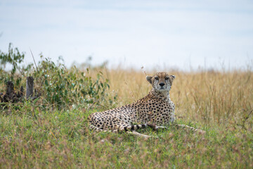 A cheetah rests in a green field, Masai Mara Reserve, Kenya
