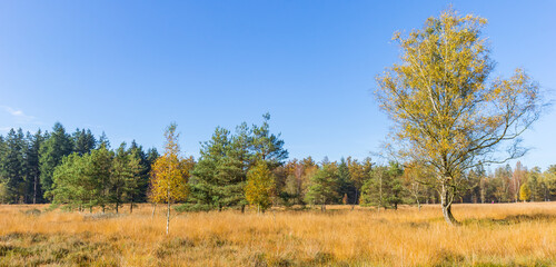 Panorama of a tree in the heather fields of Evertsbos, Netherlands