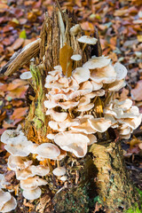 Mushrooms growing on a tree trunk in Evertsbos, Netherlands