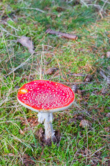Colorful fly agaric (Amanita muscaria) in autumn in Evertsbos, Netherlands