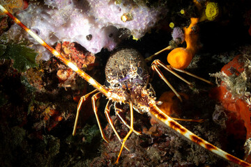 Mediterranean Spiny Lobster in Underwater