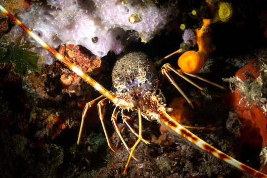 Mediterranean Spiny Lobster in Underwater