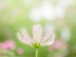 秋の公園や花壇を彩るコスモスのある風景。背景。自然風景素材。