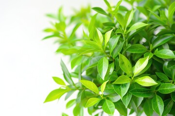 Fototapeta premium A close-up shot of a plant's green leaves, ideal for use in botanical or nature-themed designs