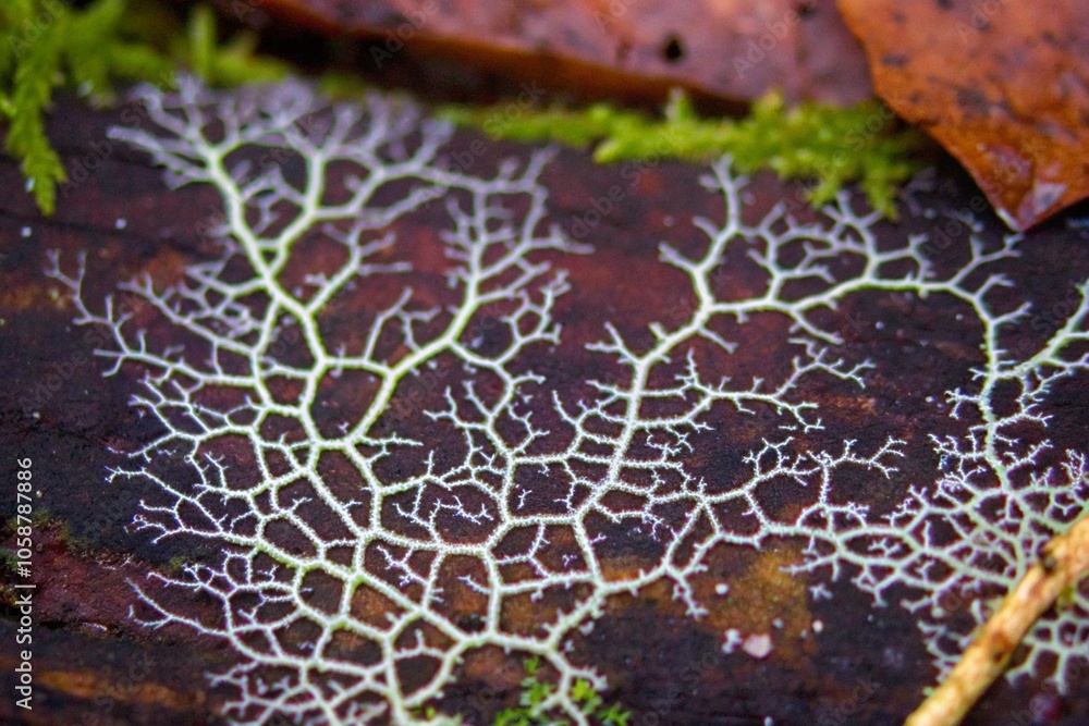 Poster nature's intricate patterns on forest floor: a close-up of delicate moss and leaf textures