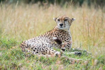 A cheetah rests in a green field, Masai Mara Reserve, Kenya