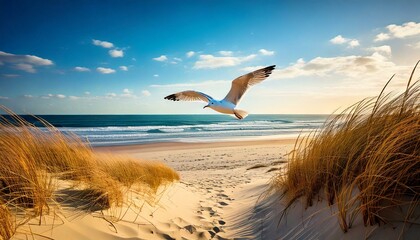 seagull on the beach with dunes