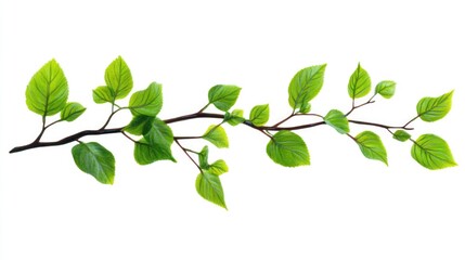 Fototapeta premium A close-up shot of a tree branch with lush green leaves, perfect for illustrating nature and the outdoors