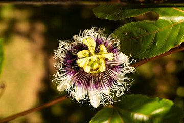 Passion flower with passion fruit leaves and a dramatic sun