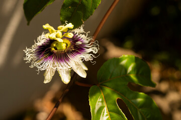 Passion flower with passion fruit leaves and a dramatic sun