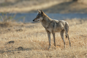 Indian Grey Wolf in Maharashtra Bhigwan close up shot portrait