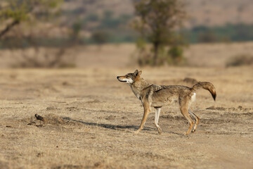 Indian grey wolf