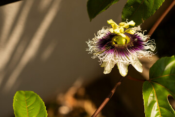 Passion flower with passion fruit leaves and a dramatic sun