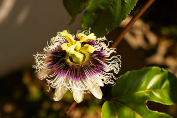 Passion flower with passion fruit leaves and a dramatic sun