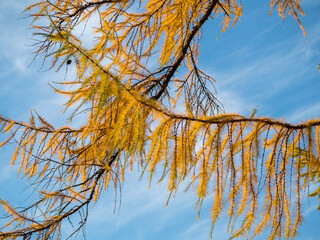 larch branches with yellow needles against the sky